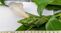 Costus arabicus