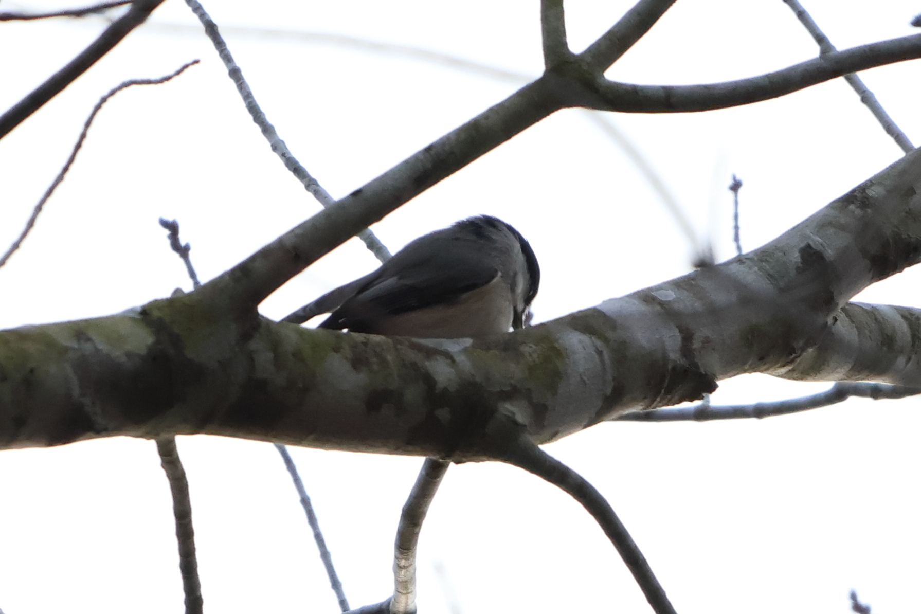 Carolina Chickadee (Poecile carolinensis), photo 2