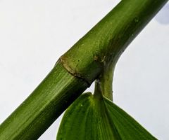 Costus arabicus