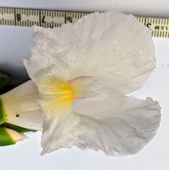 Costus arabicus