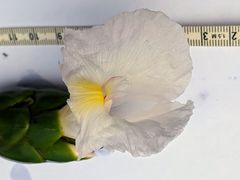 Costus arabicus
