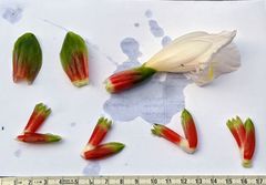 Costus arabicus
