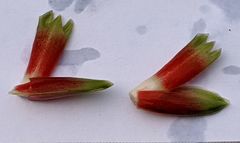 Costus arabicus