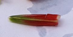 Costus arabicus
