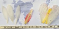 Costus arabicus