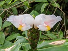 Costus arabicus