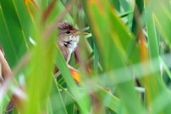 Acrocephalus scirpaceus baeticatus
