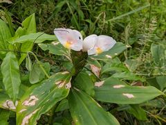 Costus arabicus