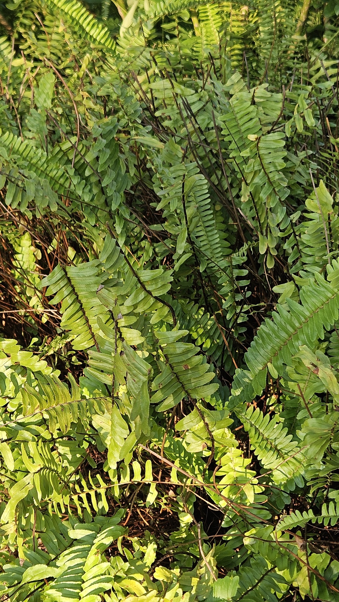Nephrolepis × medlerae W.H.Wagner 2