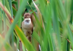 Acrocephalus scirpaceus baeticatus