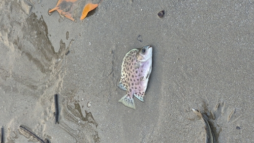 Argus fish (Scatophagus argus) — Scatophagidae