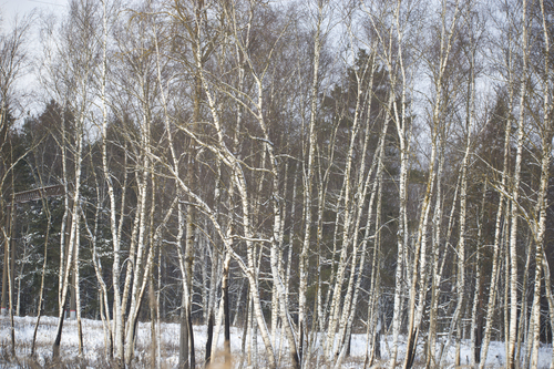 European white birch