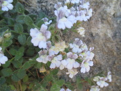 Chaenorhinum