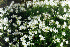 Cerastium maximum