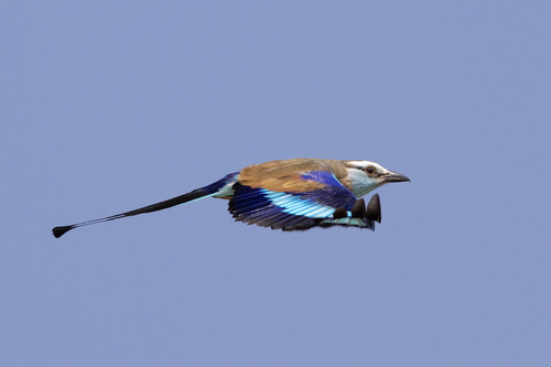 Racket-tailed Roller