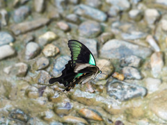 Papilio peranthus