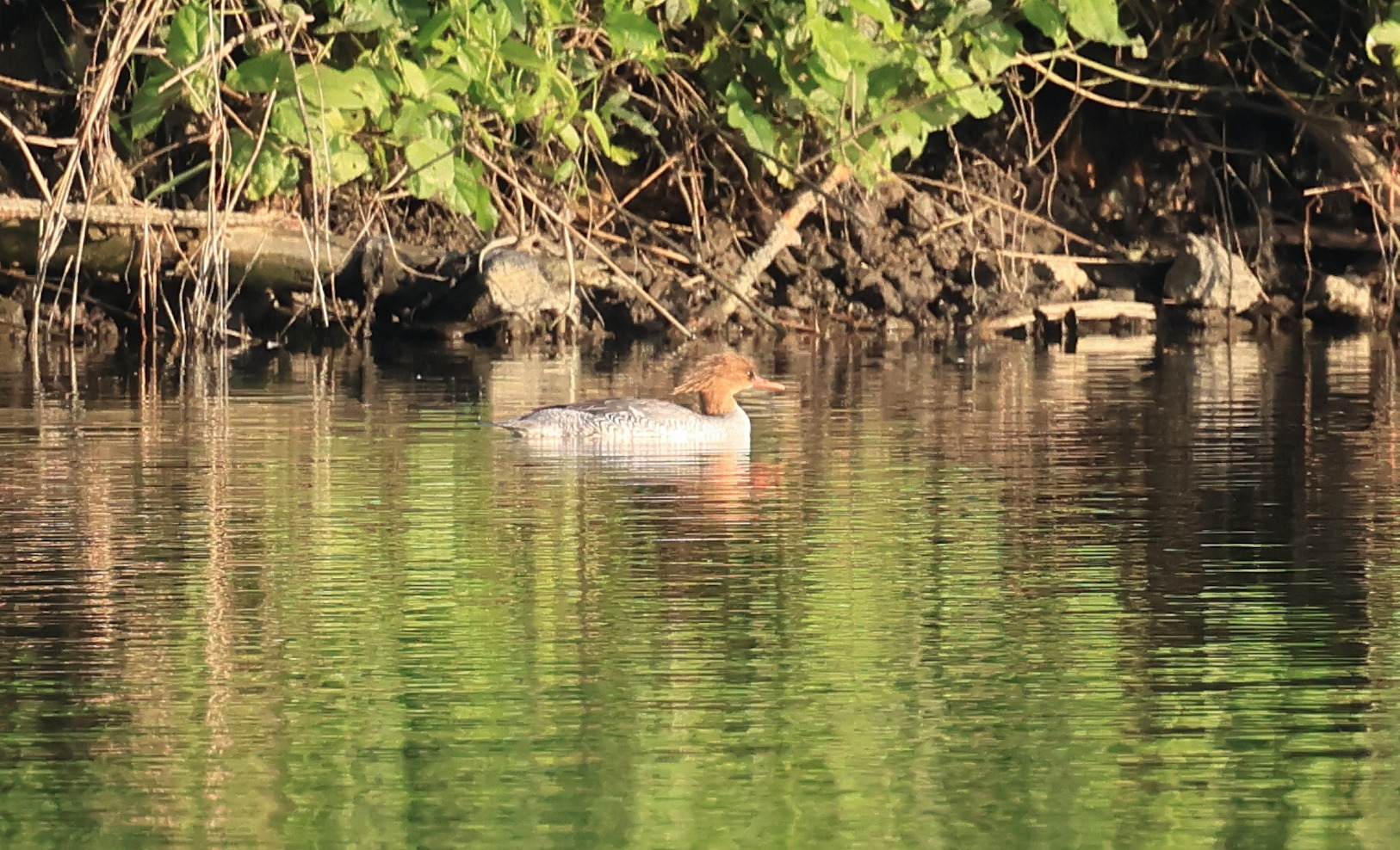 Scaly-sided Merganser (Mergus squamatus), photo 2