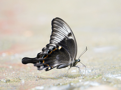 Swift Peacock Swallowtail