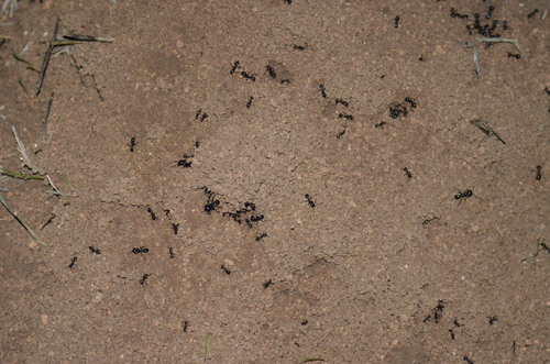 背视图图像 - Nico Hernandez