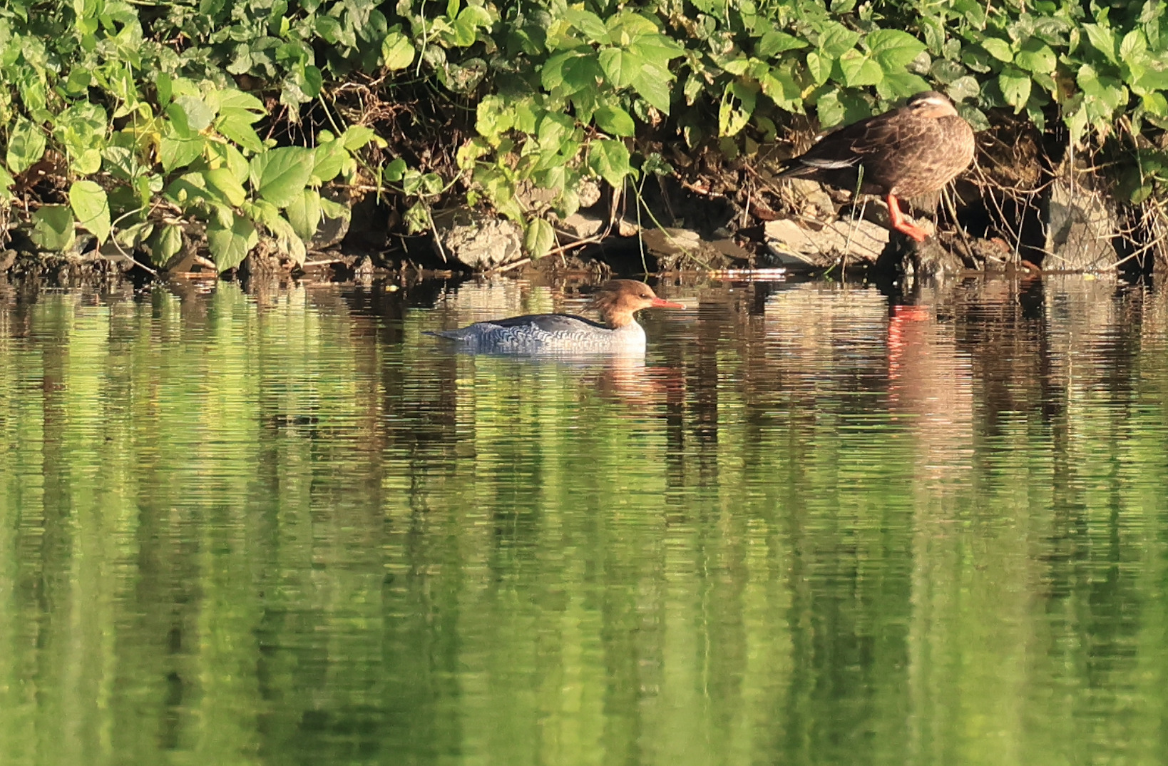 Scaly-sided Merganser (Mergus squamatus), photo 1