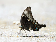 Papilio peranthus