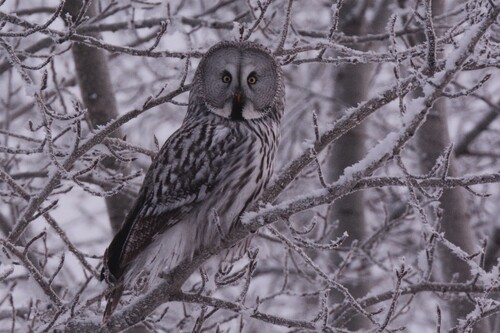 Great Gray Owl (Strix nebulosa)