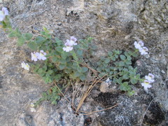 Chaenorhinum