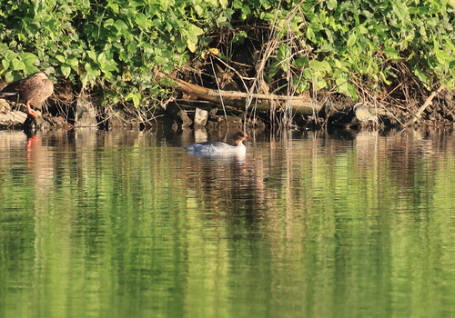 Scaly-sided Merganser (Mergus squamatus), photo 10