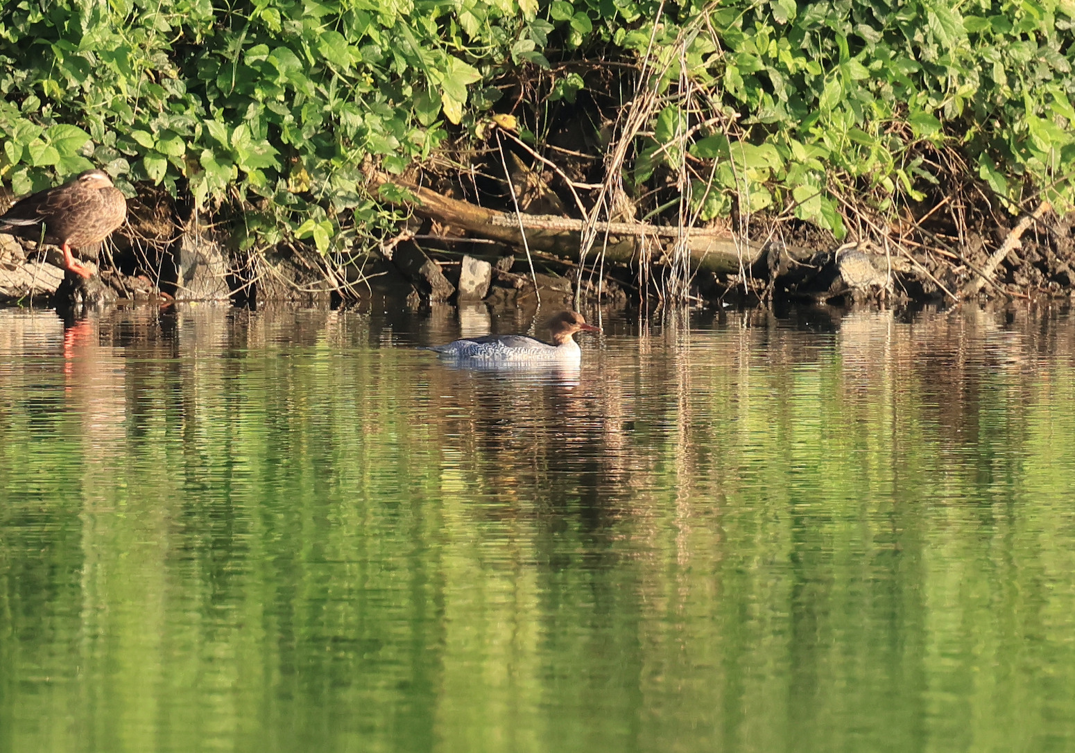 Scaly-sided Merganser (Mergus squamatus), photo 3