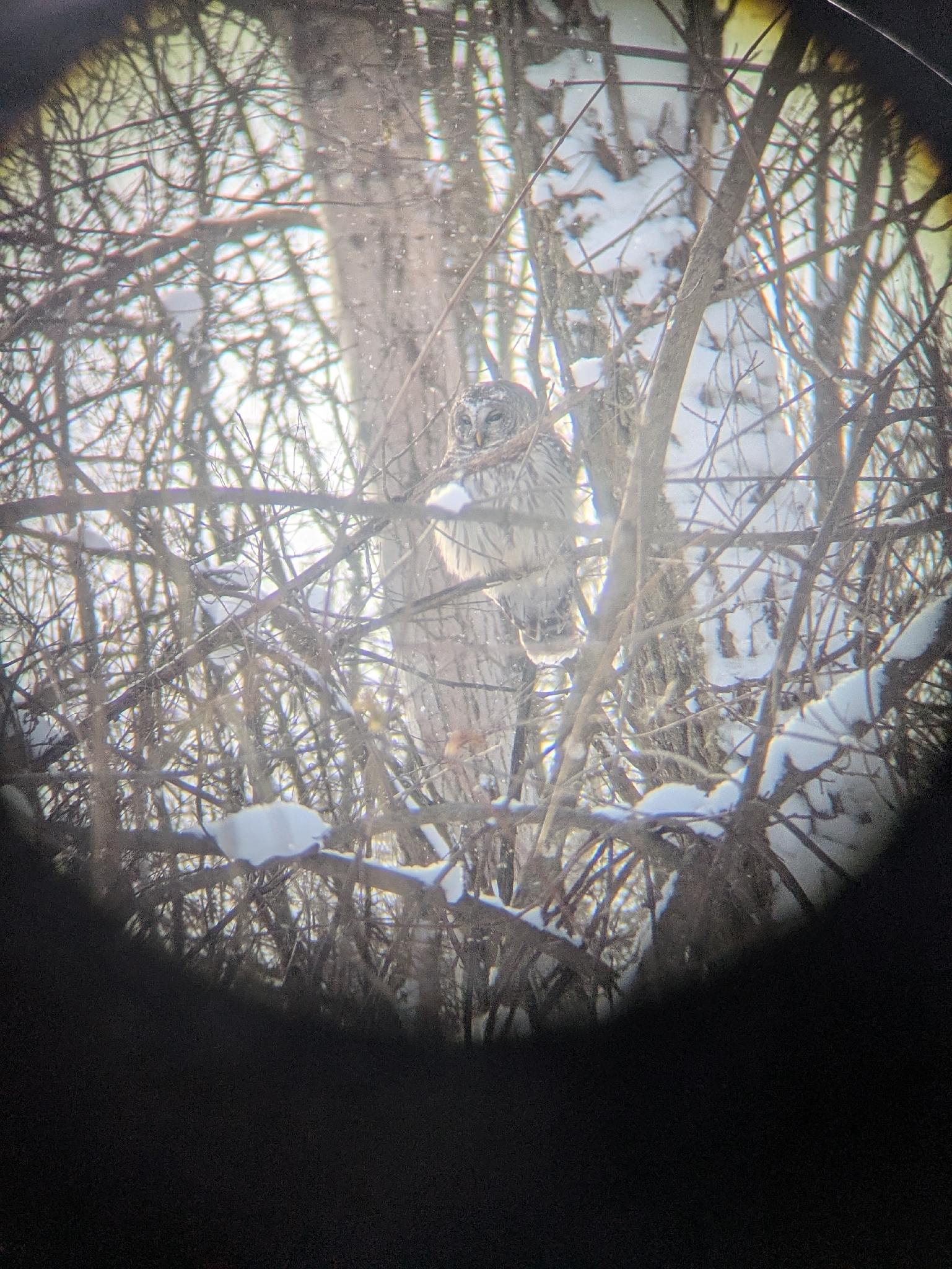 Barred Owl (Strix varia), photo 5