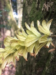 Dipterocarpaceae