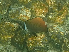 Chaetodon collare