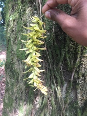 Dipterocarpaceae