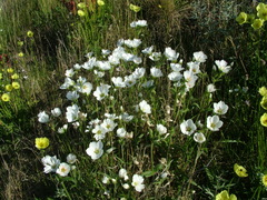 Cerastium maximum