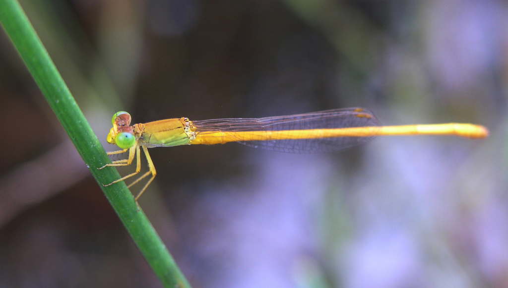 Ceriagrion calamineum