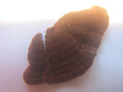 Hymenochaete setipora