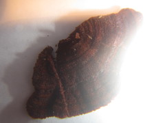 Hymenochaete setipora