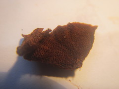 Hymenochaete setipora