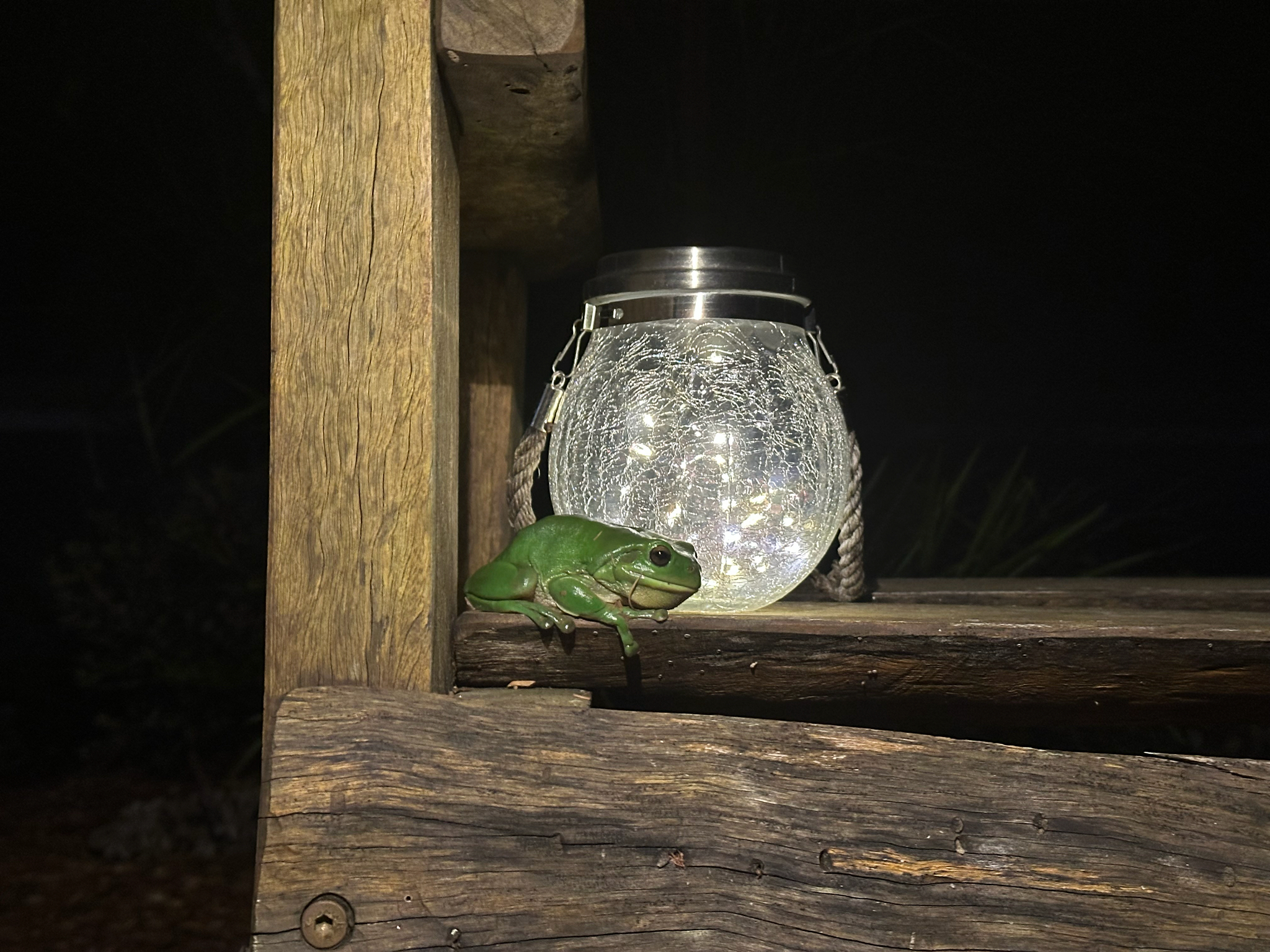 Ranoidea caerulea (White, 1790)