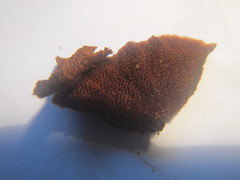 Hymenochaete setipora