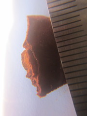 Hymenochaete setipora