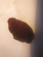 Hymenochaete setipora