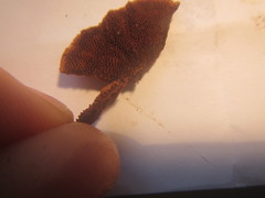 Hymenochaete setipora