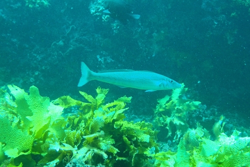Australian whiting (Sillaginodes punctatus) — Sillaginidae — 5