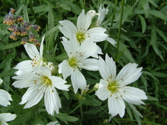 Cerastium maximum