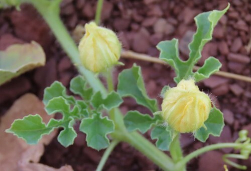 Fodder Melon