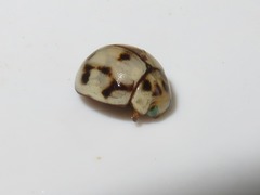 Dilatitibialis mulsanti