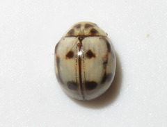 Dilatitibialis mulsanti