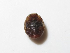 Dilatitibialis mulsanti