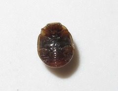 Dilatitibialis mulsanti